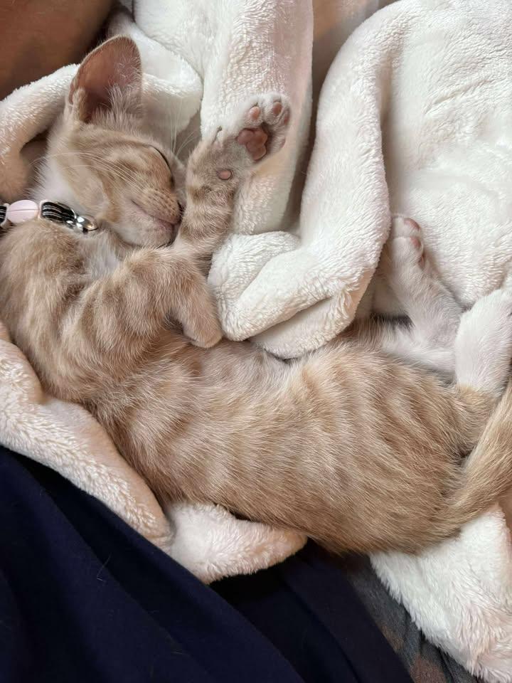 Enlarge Scotch, an adopted Domestic Short Hair in College Station, TX image 3/3