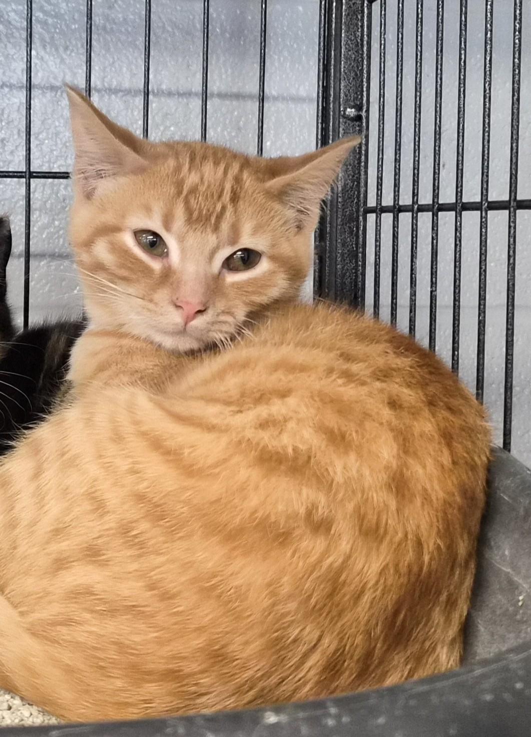 Flame, Adoptable, Kitten Male Domestic Short Hair.