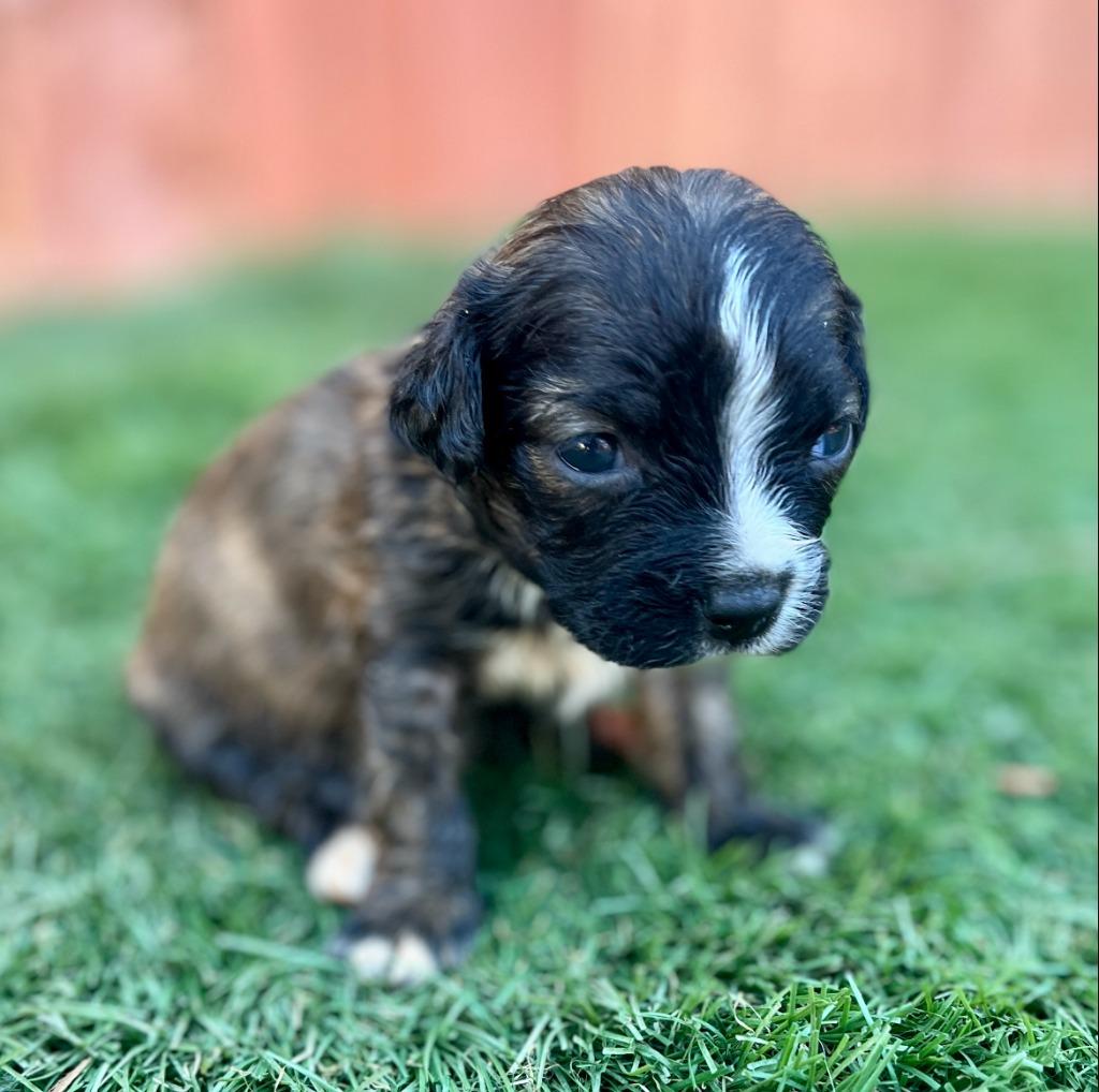 Emily, Adoptable, Puppy Female Beagle & Terrier.