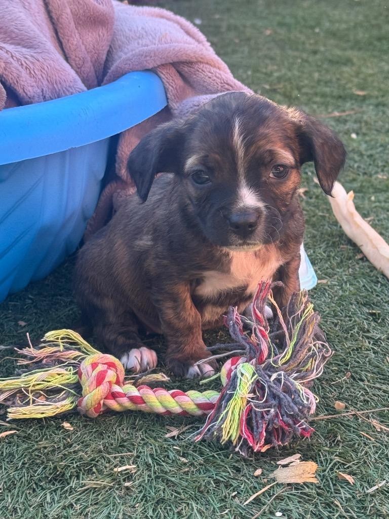 Emily, a Adoptable mixed breed in El Cajon, CA image 2/3