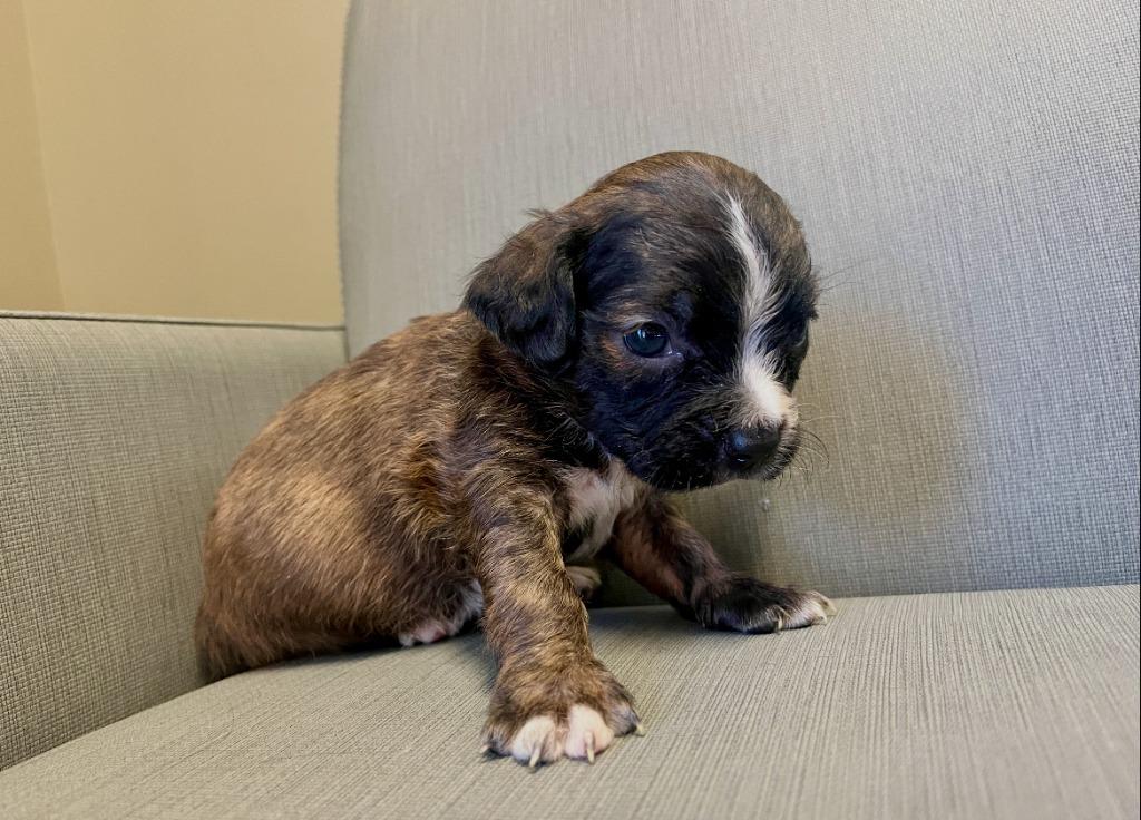 Emily, a Adoptable mixed breed in El Cajon, CA image 3/3