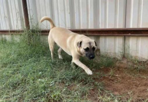 Pete in TX, Adoptable, Young Male Mixed Breed.