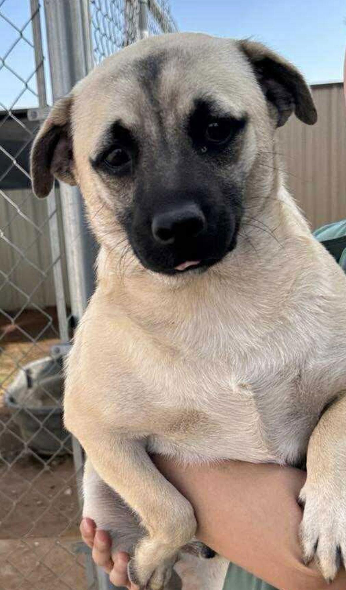 Enlarge Pete in TX, a Adoptable Mixed Breed in Cranston, RI image 2/3