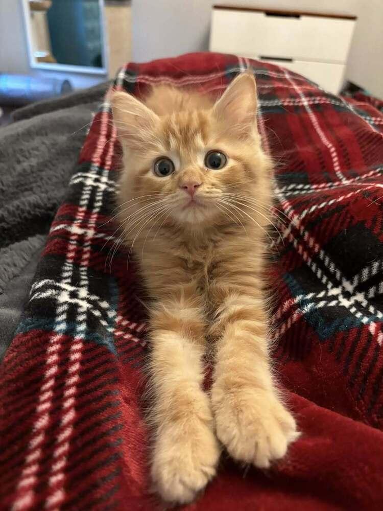 Howard, Adopted, Kitten Male Domestic Long Hair.