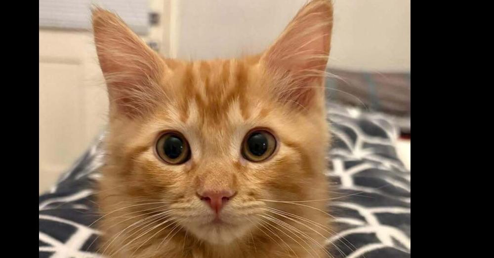 Enlarge Howard, a Adopted mixed breed in Richardson, TX image 3/6