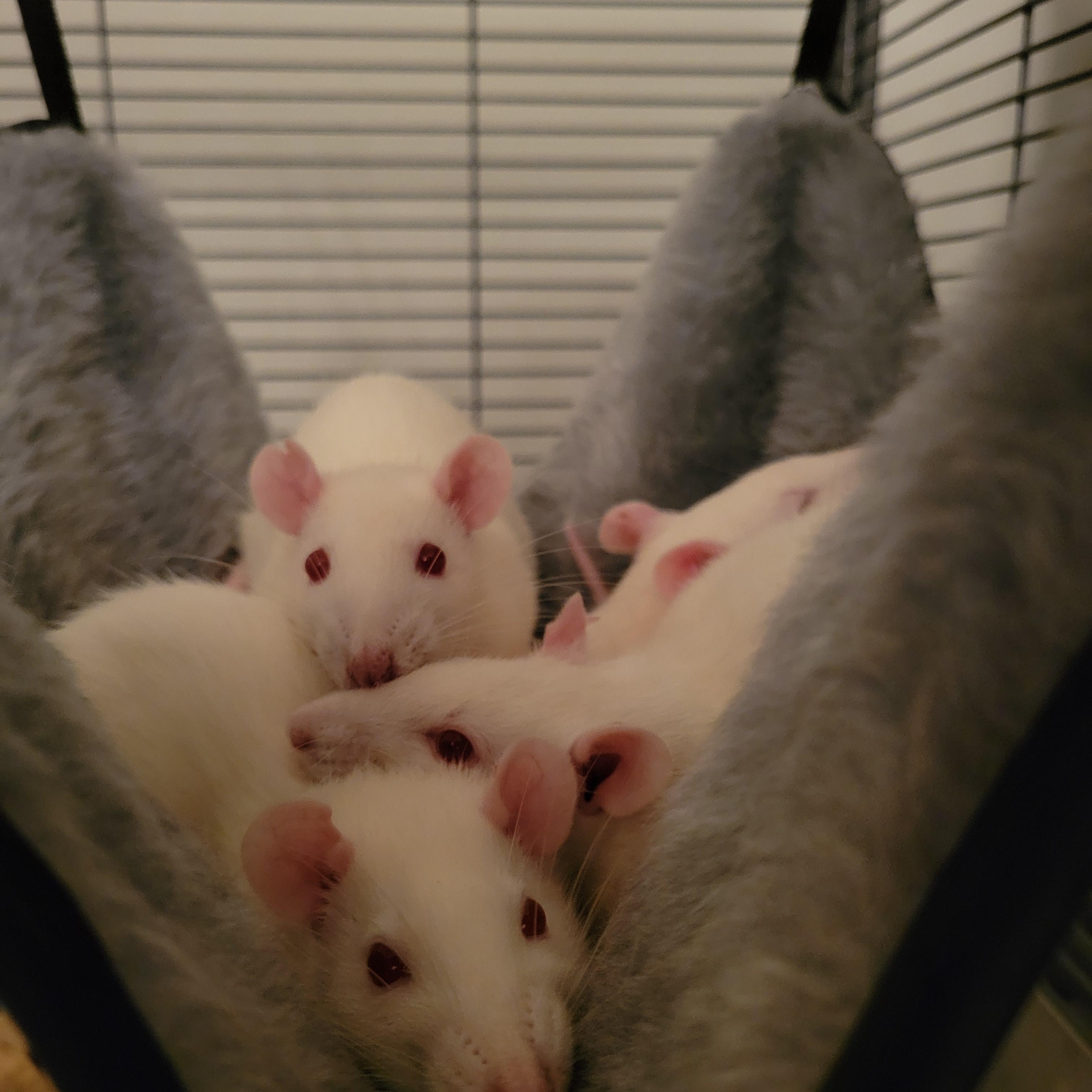 Female Rats Rat Small & Furry