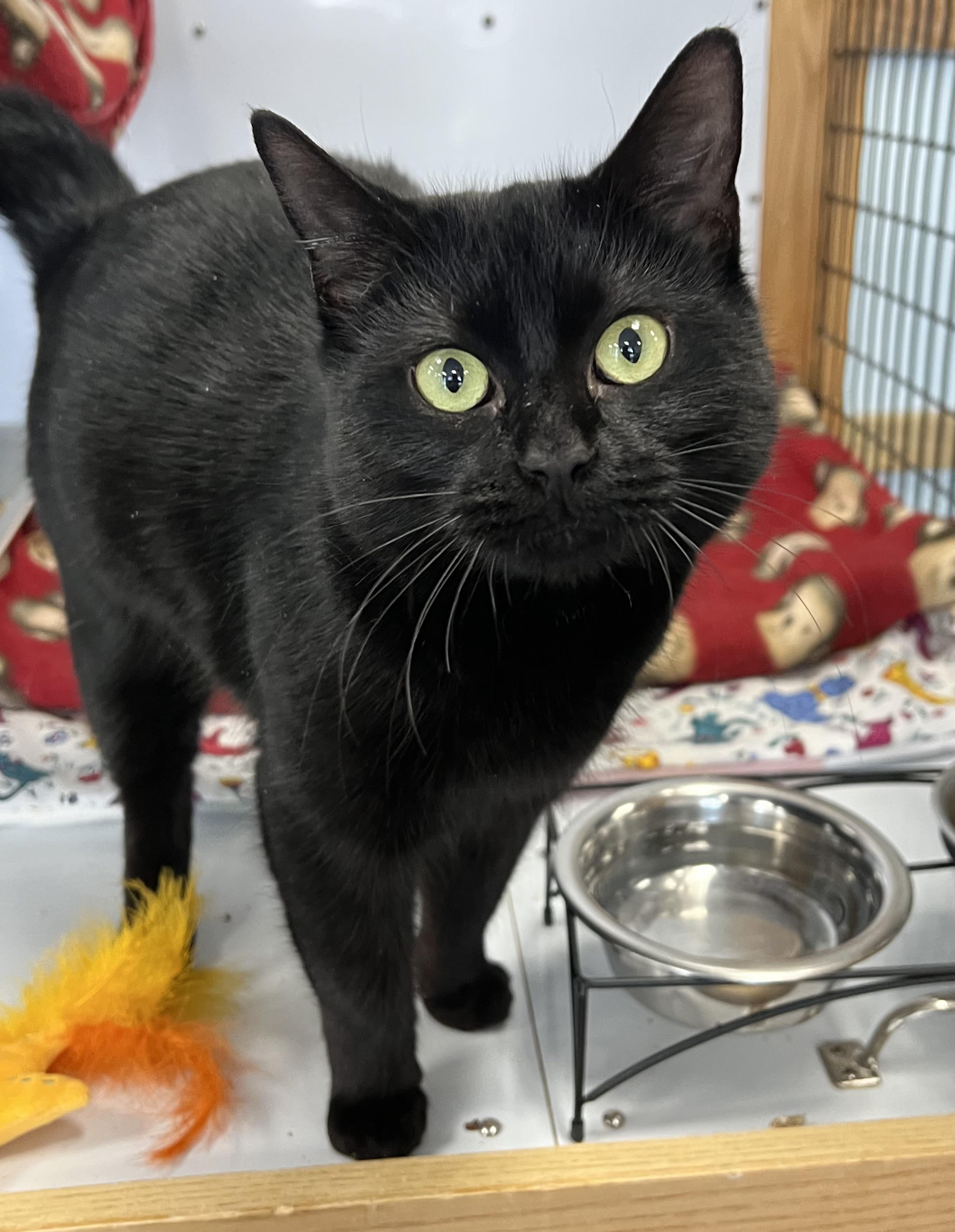 Natasha, adoptable, Young Female Domestic Short Hair.