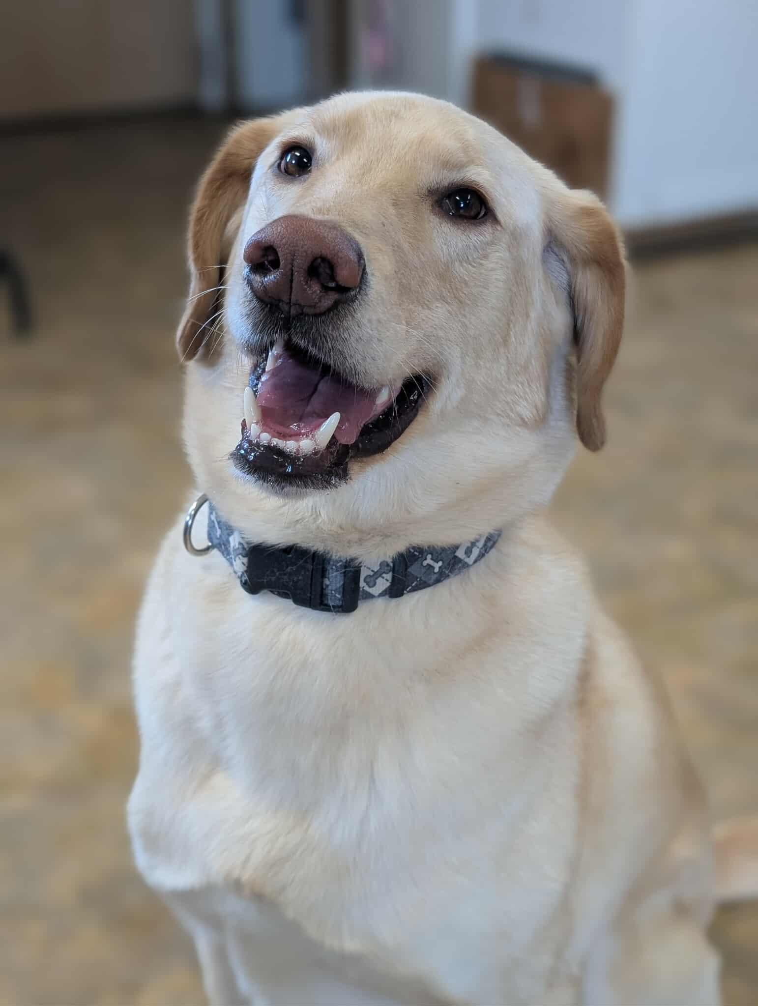 Gunnar, adopted, Adult Male Labrador Retriever.