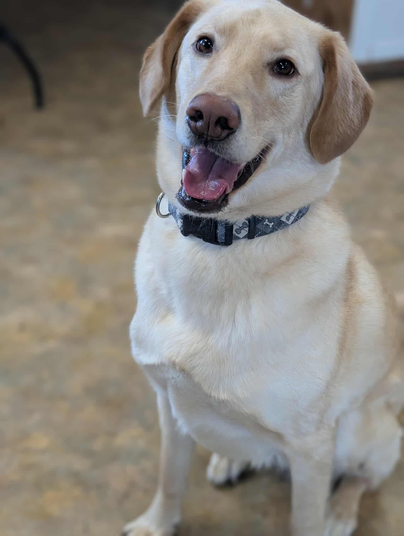 Gunnar, an adopted mixed breed in Bethel, AK image 2/2