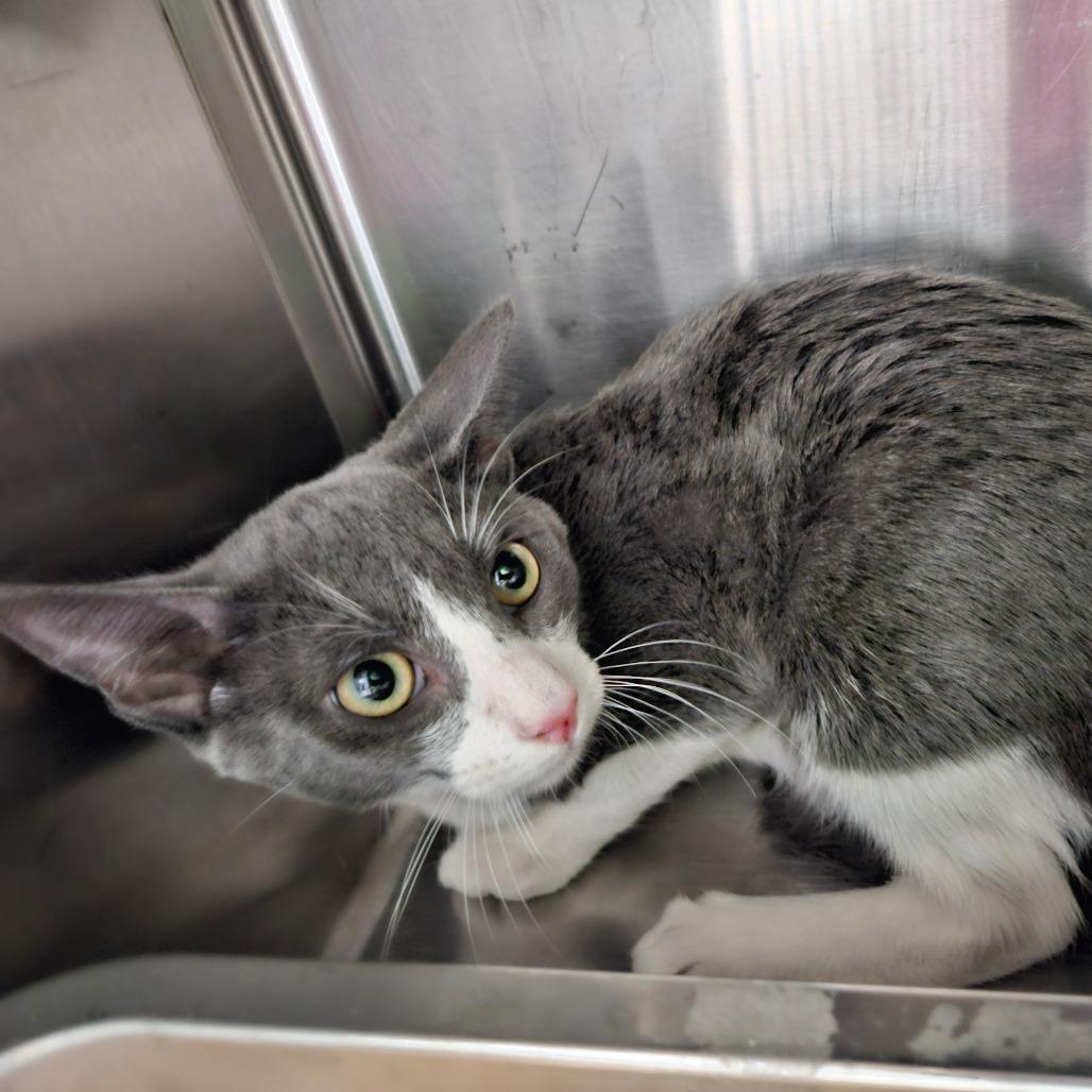 Scotty, Adoptable, Kitten Male Domestic Short Hair.