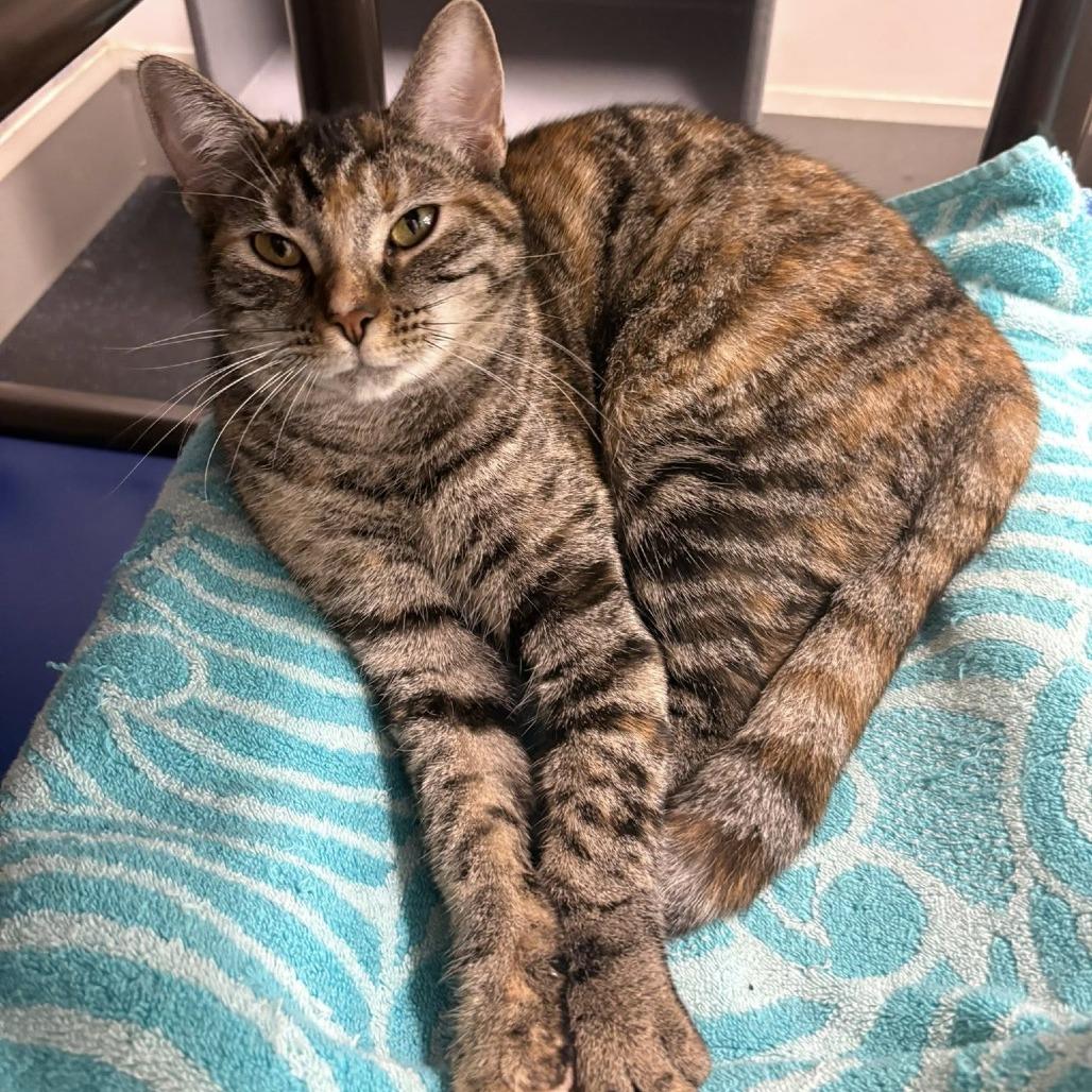 Enlarge Monkey, a Adoptable Domestic Short Hair in Lake Panasoffkee, FL image 1/4