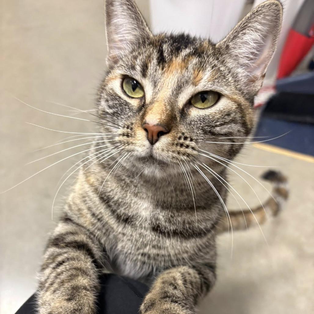 Enlarge Monkey, a Adoptable Domestic Short Hair in Lake Panasoffkee, FL image 2/4