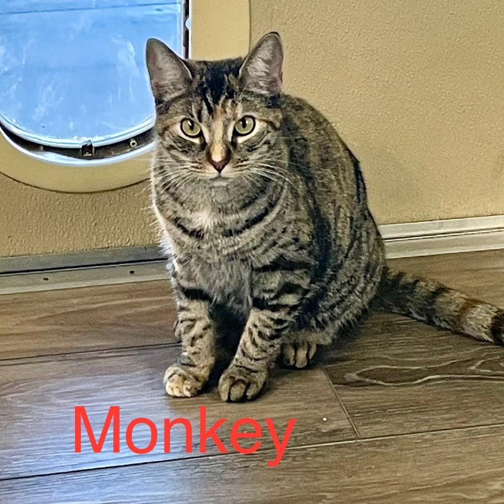 Enlarge Monkey, a Adoptable Domestic Short Hair in Lake Panasoffkee, FL image 3/4