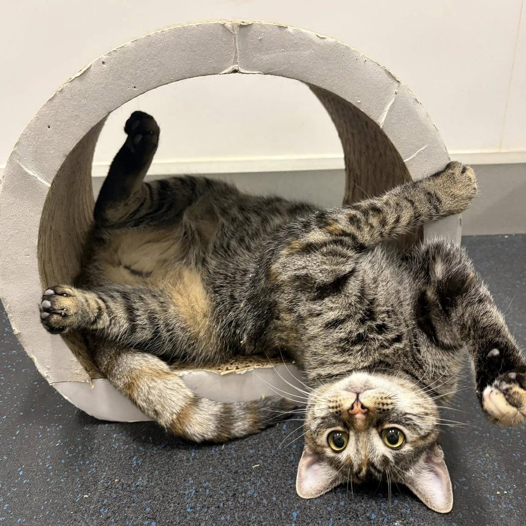 Enlarge Monkey, a Adoptable Domestic Short Hair in Lake Panasoffkee, FL image 4/4