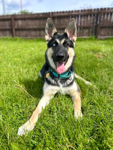 Pagosa, a ADOPTABLE mixed breed in Brunswick, OH image 5/6