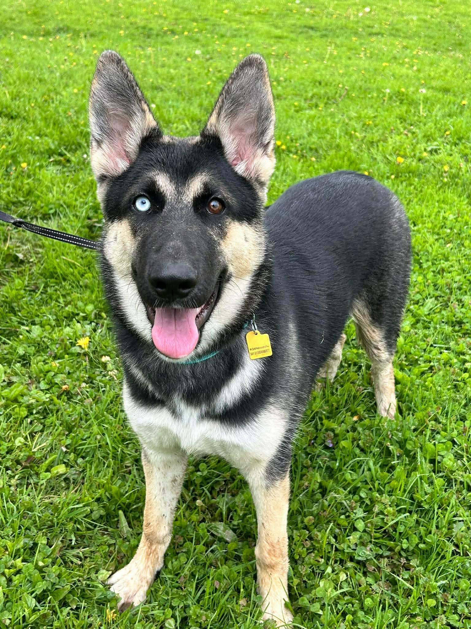 Pagosa, ADOPTABLE, Young Female German Shepherd Dog & Siberian Husky.