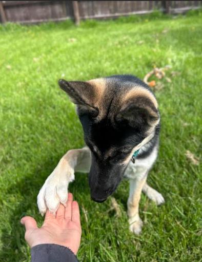 Pagosa, a ADOPTABLE mixed breed in Brunswick, OH image 6/6