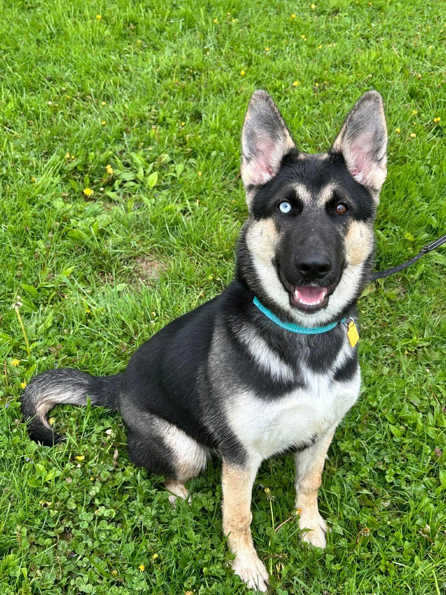 Pagosa, a ADOPTABLE mixed breed in Brunswick, OH image 2/6