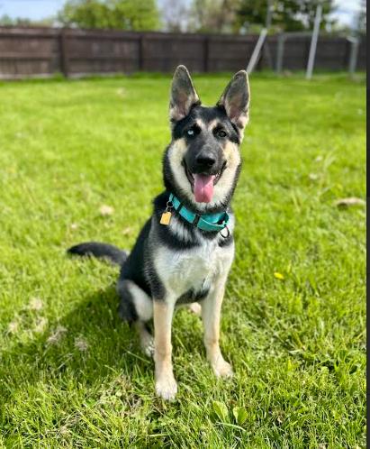 Pagosa, a ADOPTABLE mixed breed in Brunswick, OH image 3/6