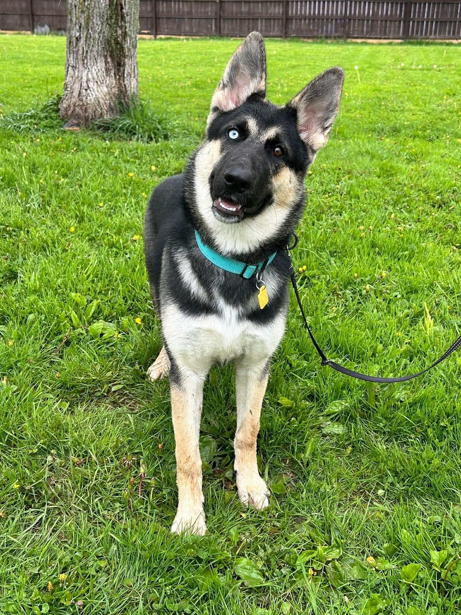 Pagosa, a ADOPTABLE mixed breed in Brunswick, OH image 4/6