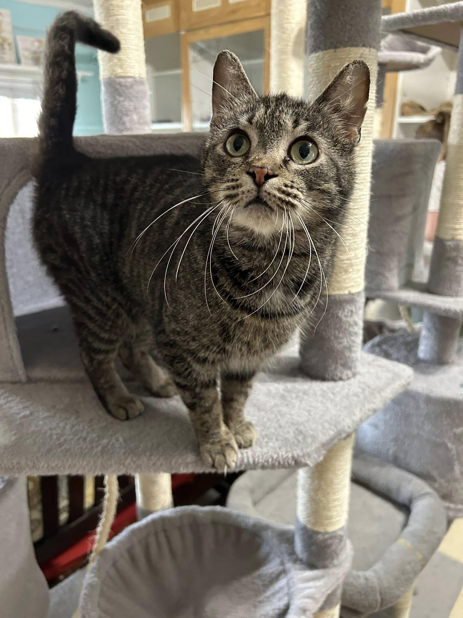 Enlarge Agnes Crumplebottom, an adopted Domestic Short Hair in Dellslow, WV image 4/6