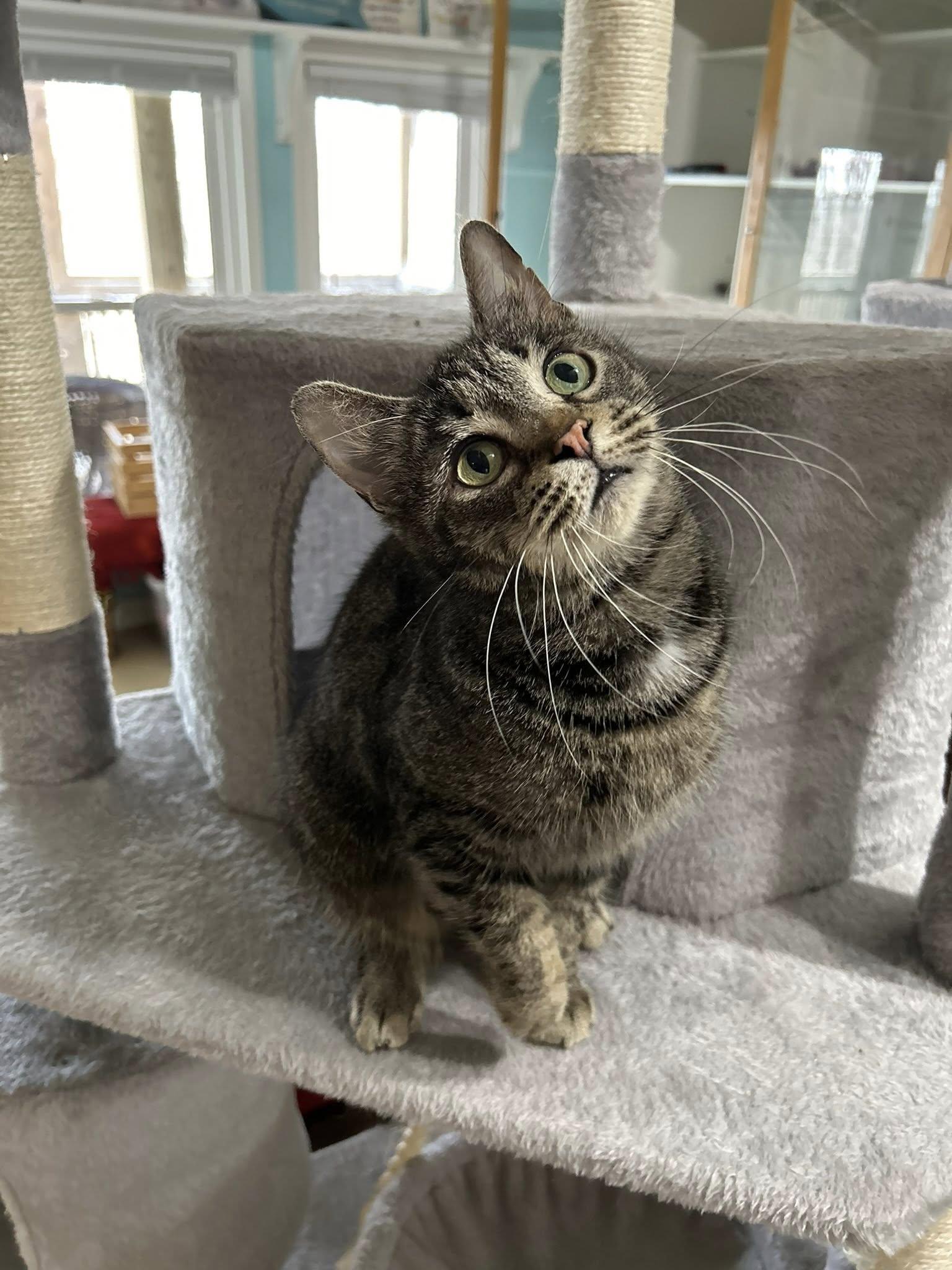 Enlarge Agnes Crumplebottom, an adopted Domestic Short Hair in Dellslow, WV image 5/6