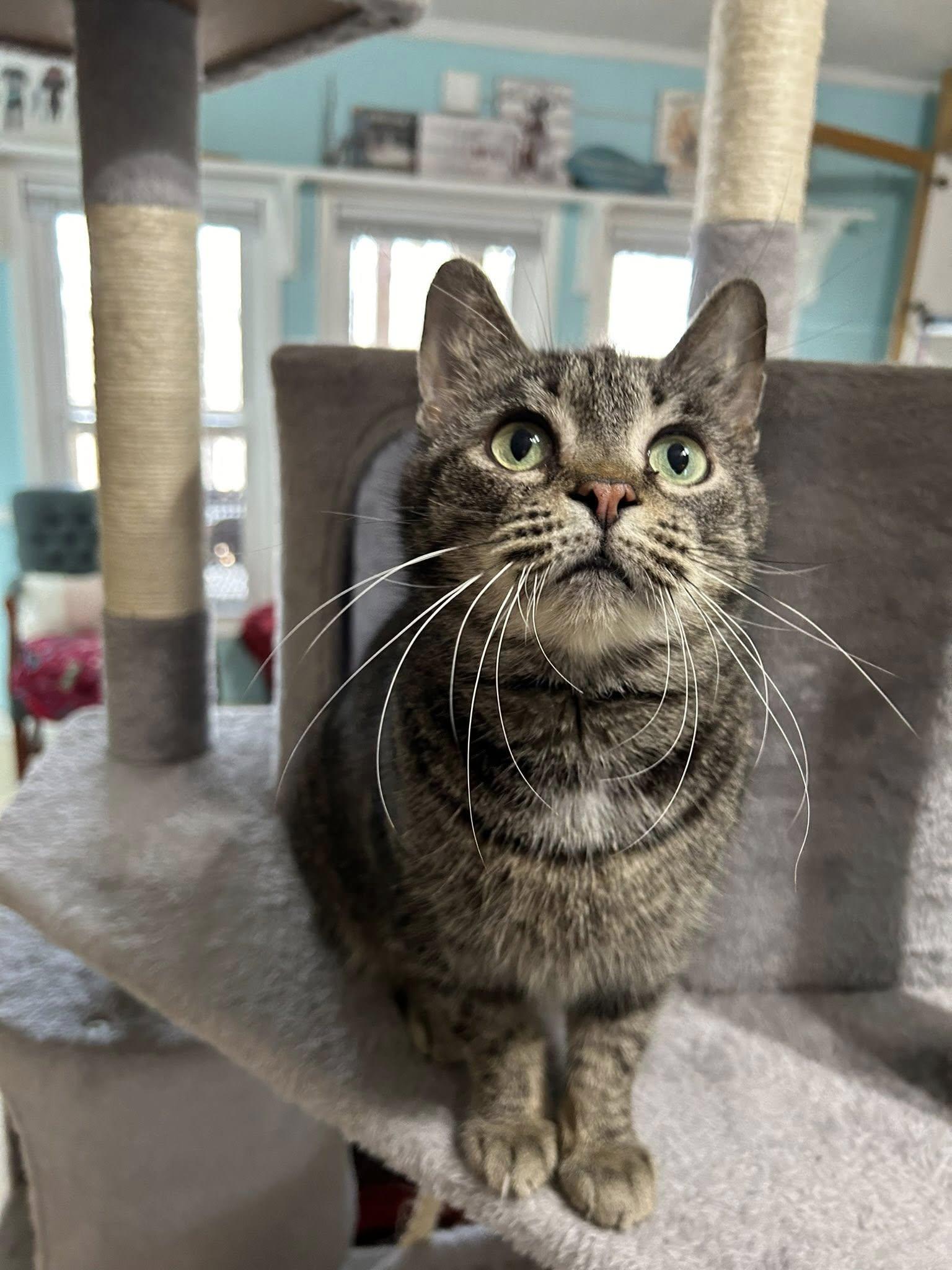 Enlarge Agnes Crumplebottom, an adopted Domestic Short Hair in Dellslow, WV image 6/6