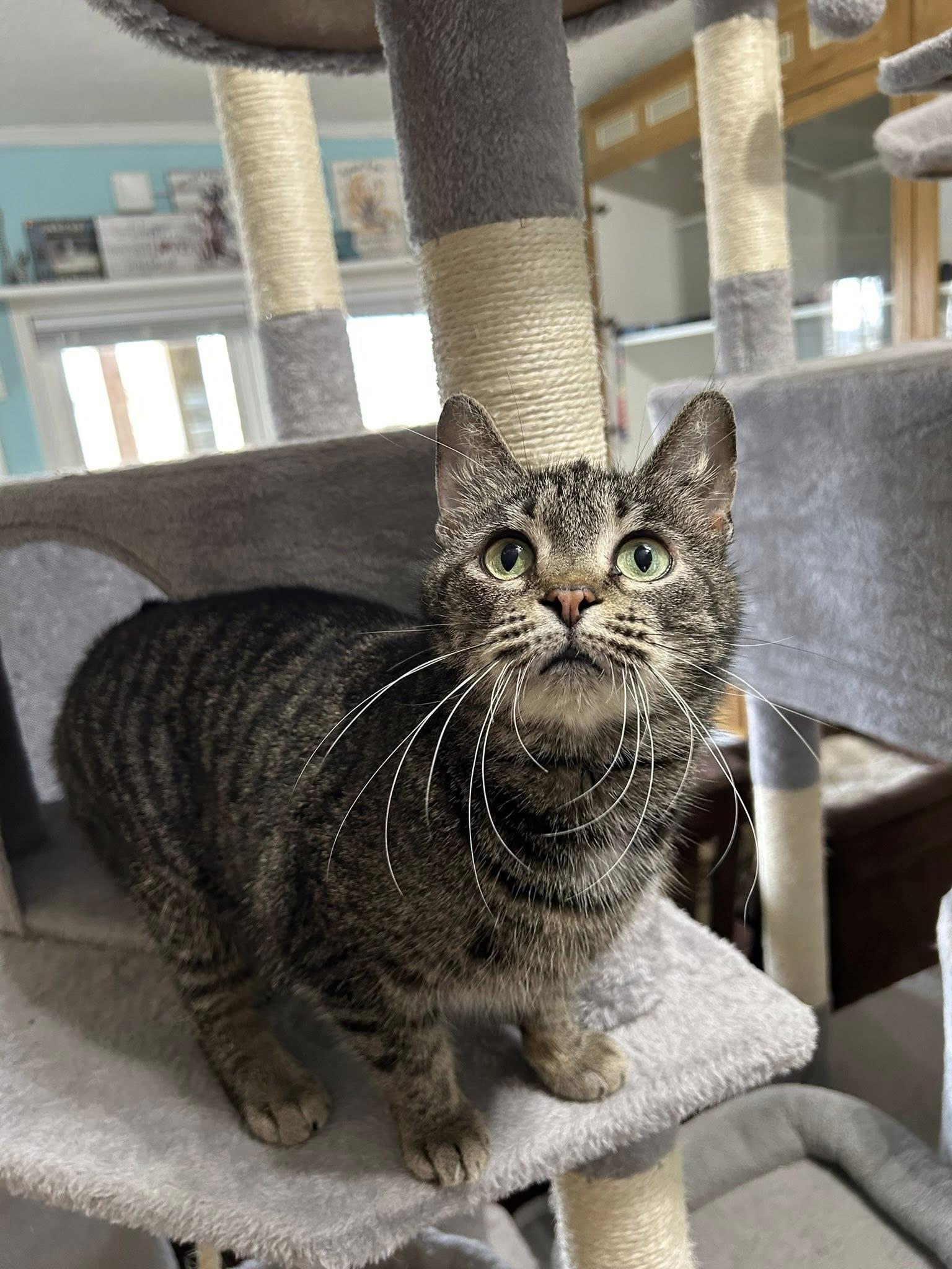 Enlarge Agnes Crumplebottom, an adopted Domestic Short Hair in Dellslow, WV image 2/6