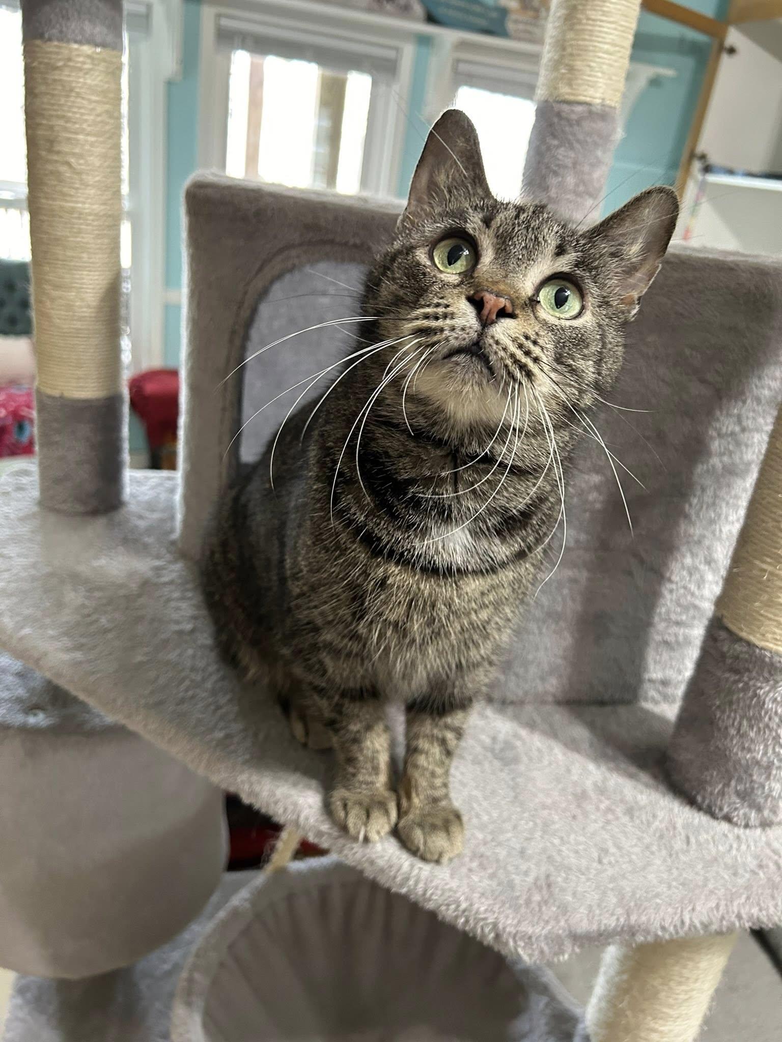 Enlarge Agnes Crumplebottom, an adopted Domestic Short Hair in Dellslow, WV image 3/6