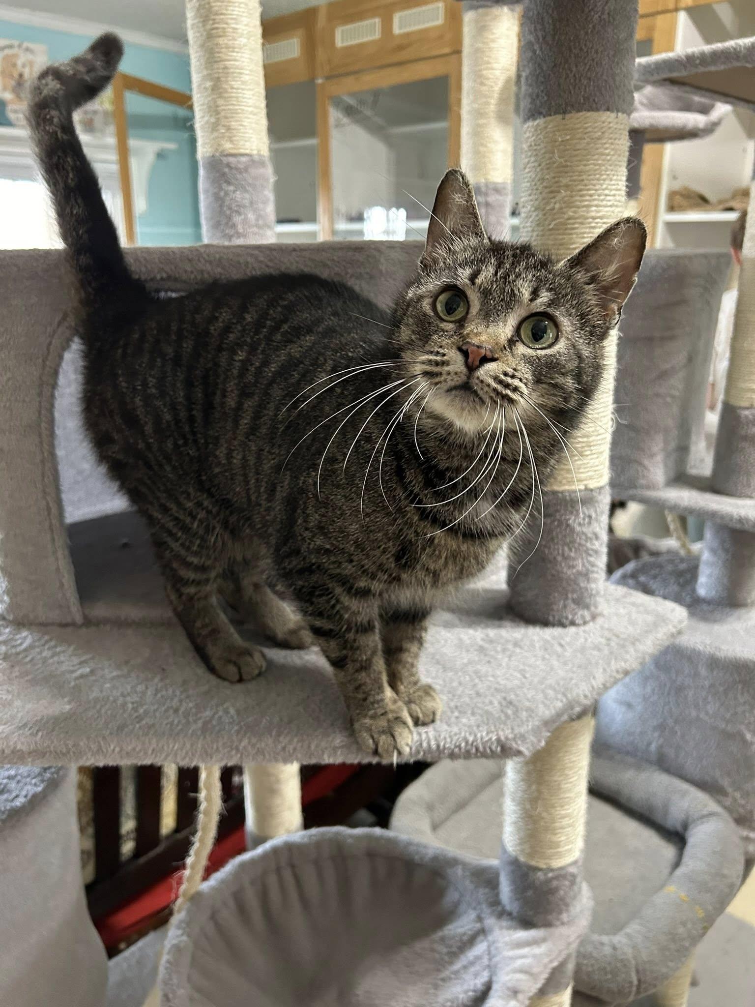 Enlarge Agnes Crumplebottom, an adopted Domestic Short Hair in Dellslow, WV image 1/6