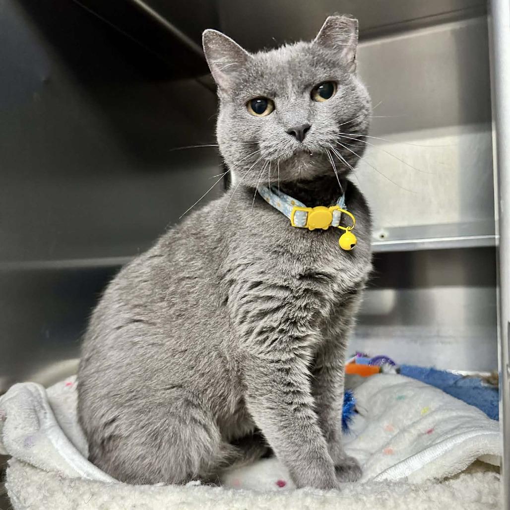 Storm Cloud- Union Petsense, Adoptable, Adult Female Domestic Short Hair.