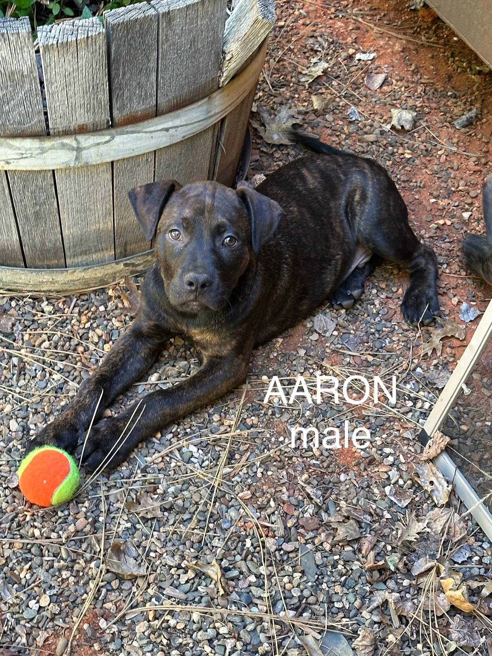 Aaron