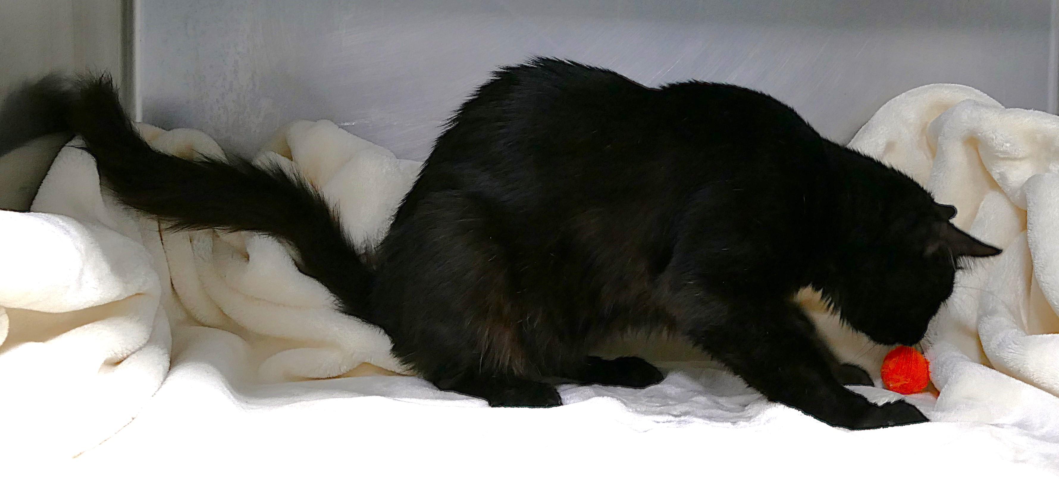 BRINDLEY, a ADOPTABLE mixed breed in Beechbottom, WV image 4/6