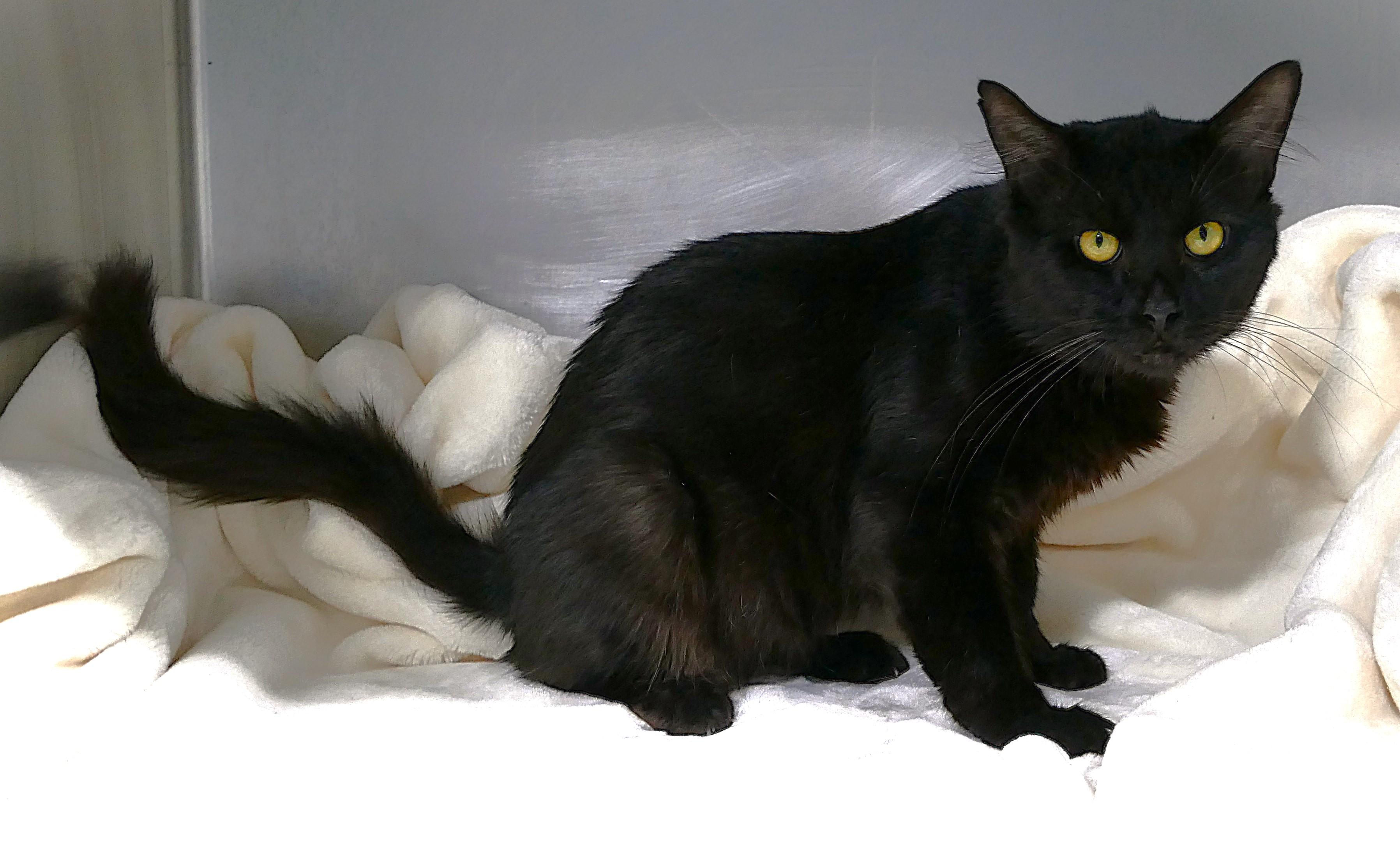 BRINDLEY, a ADOPTABLE mixed breed in Beechbottom, WV image 2/6