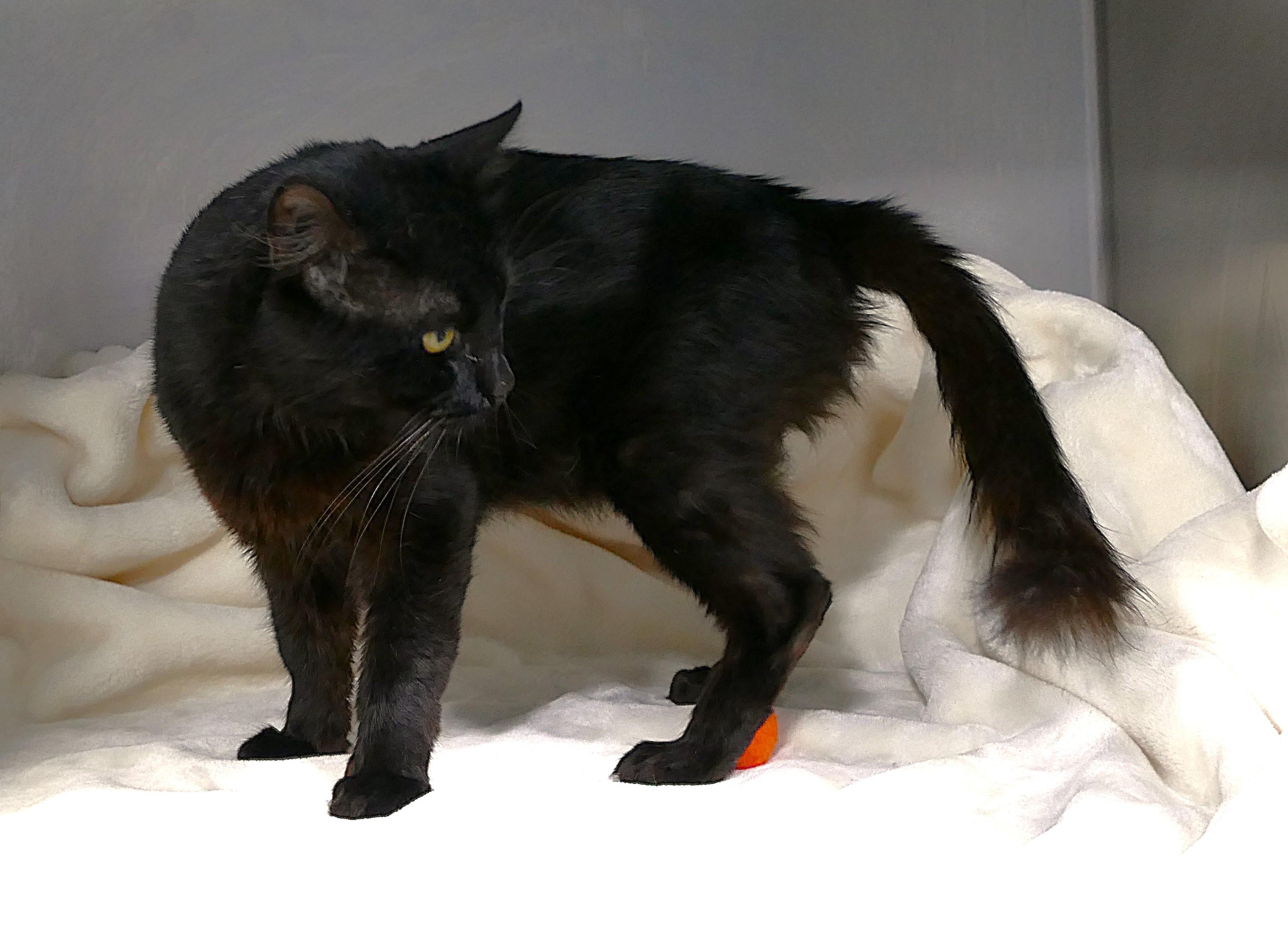 BRINDLEY, a ADOPTABLE mixed breed in Beechbottom, WV image 3/6