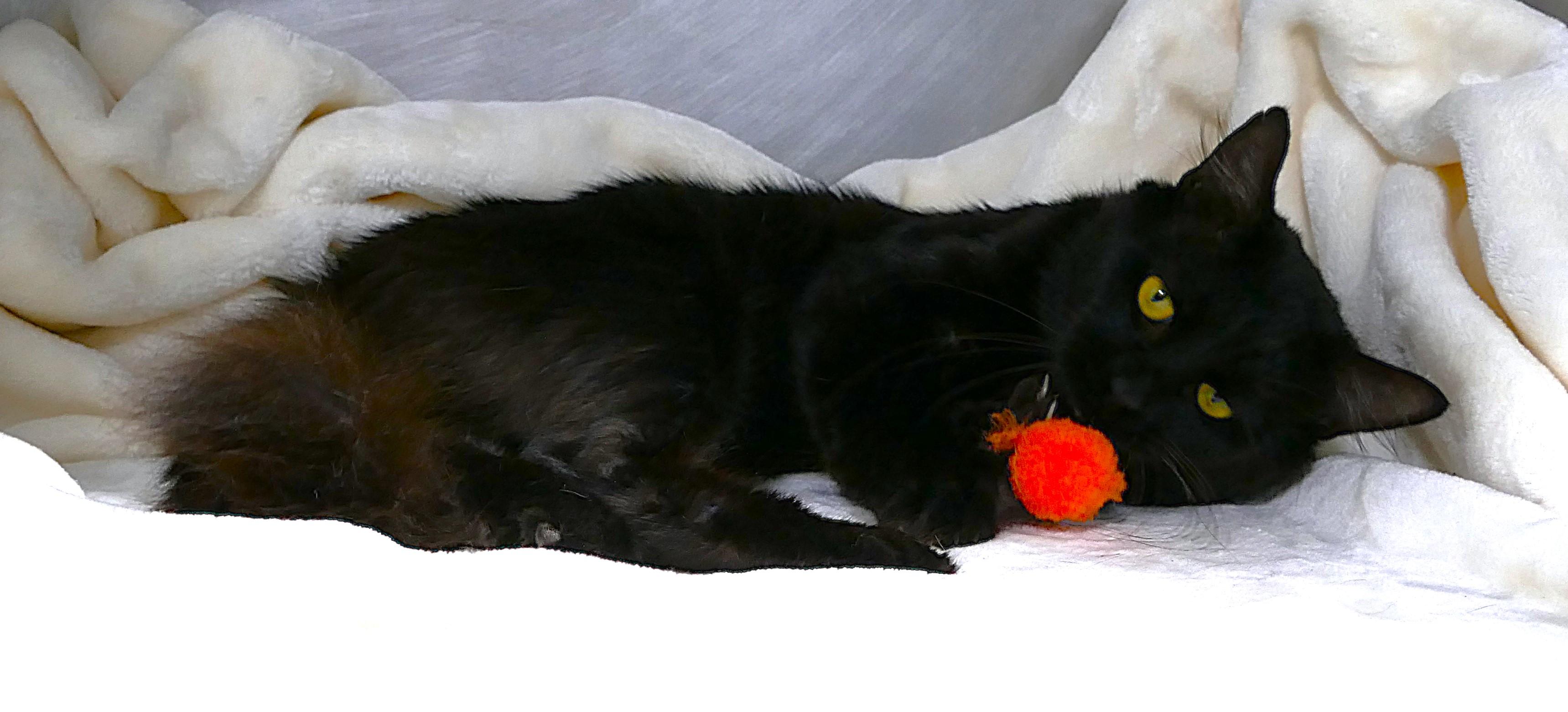 BRINDLEY, a ADOPTABLE mixed breed in Beechbottom, WV image 6/6