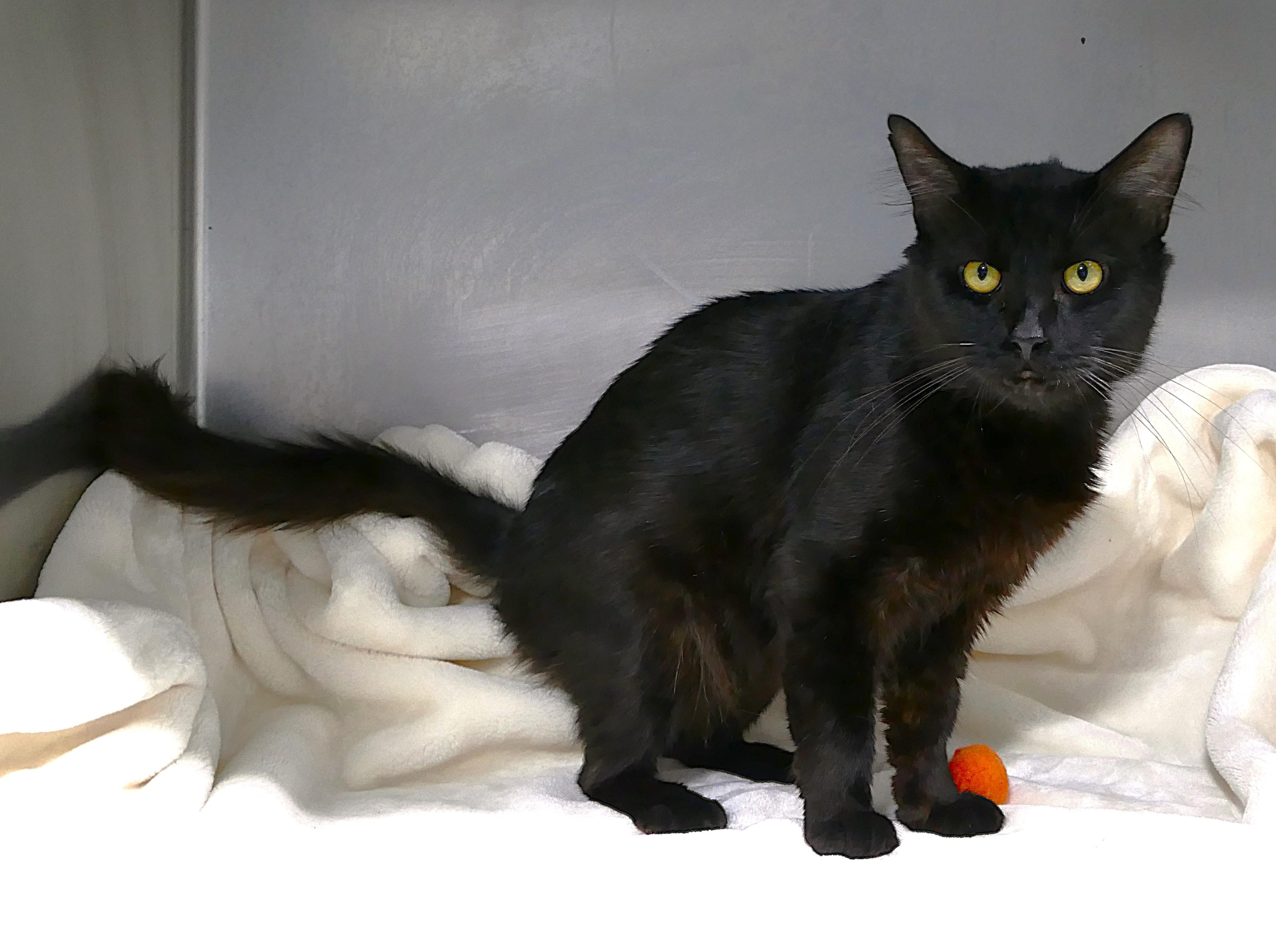 BRINDLEY, ADOPTABLE, Adult Male Maine Coon & Domestic Medium Hair.