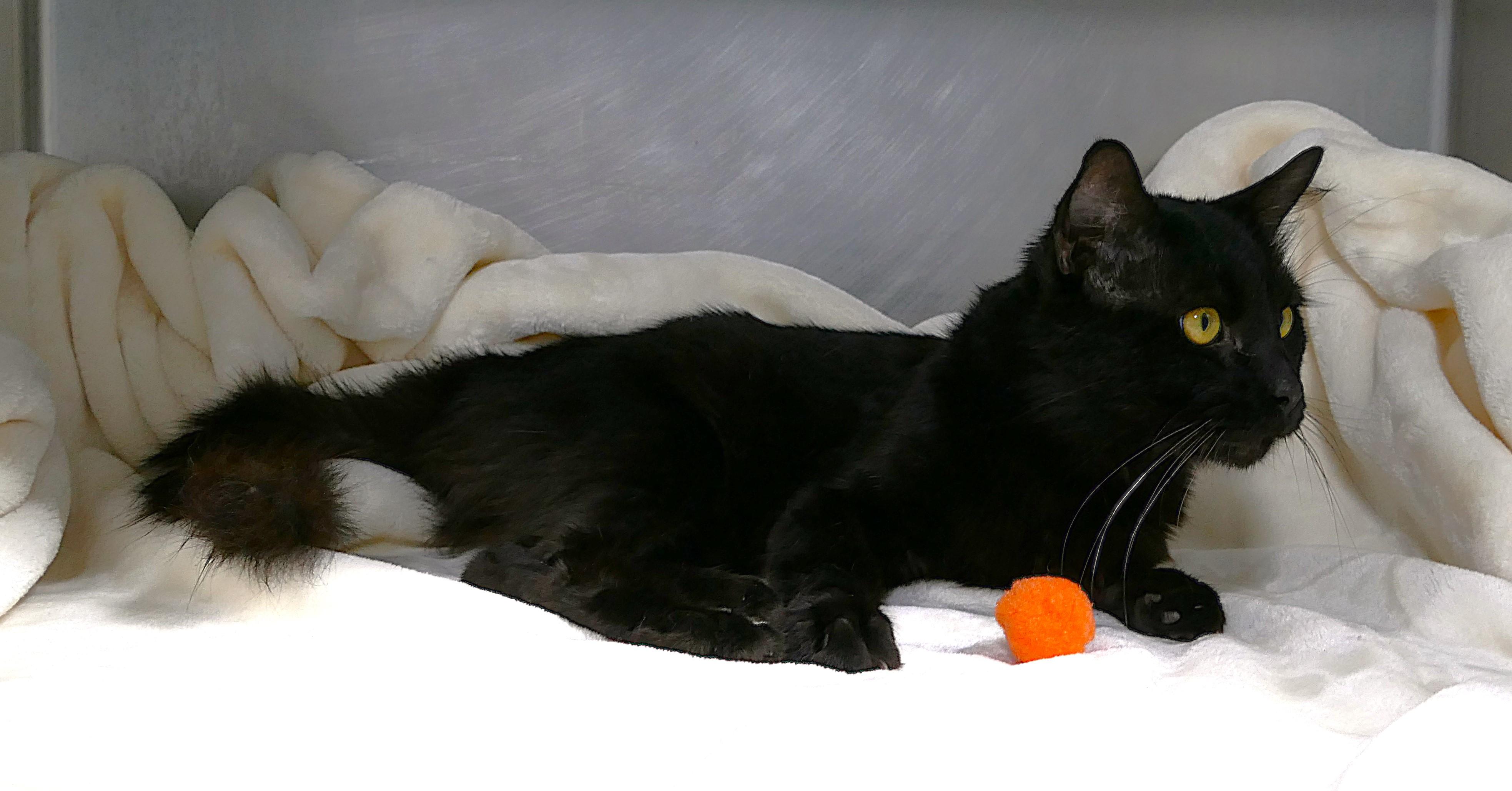 BRINDLEY, a ADOPTABLE mixed breed in Beechbottom, WV image 5/6