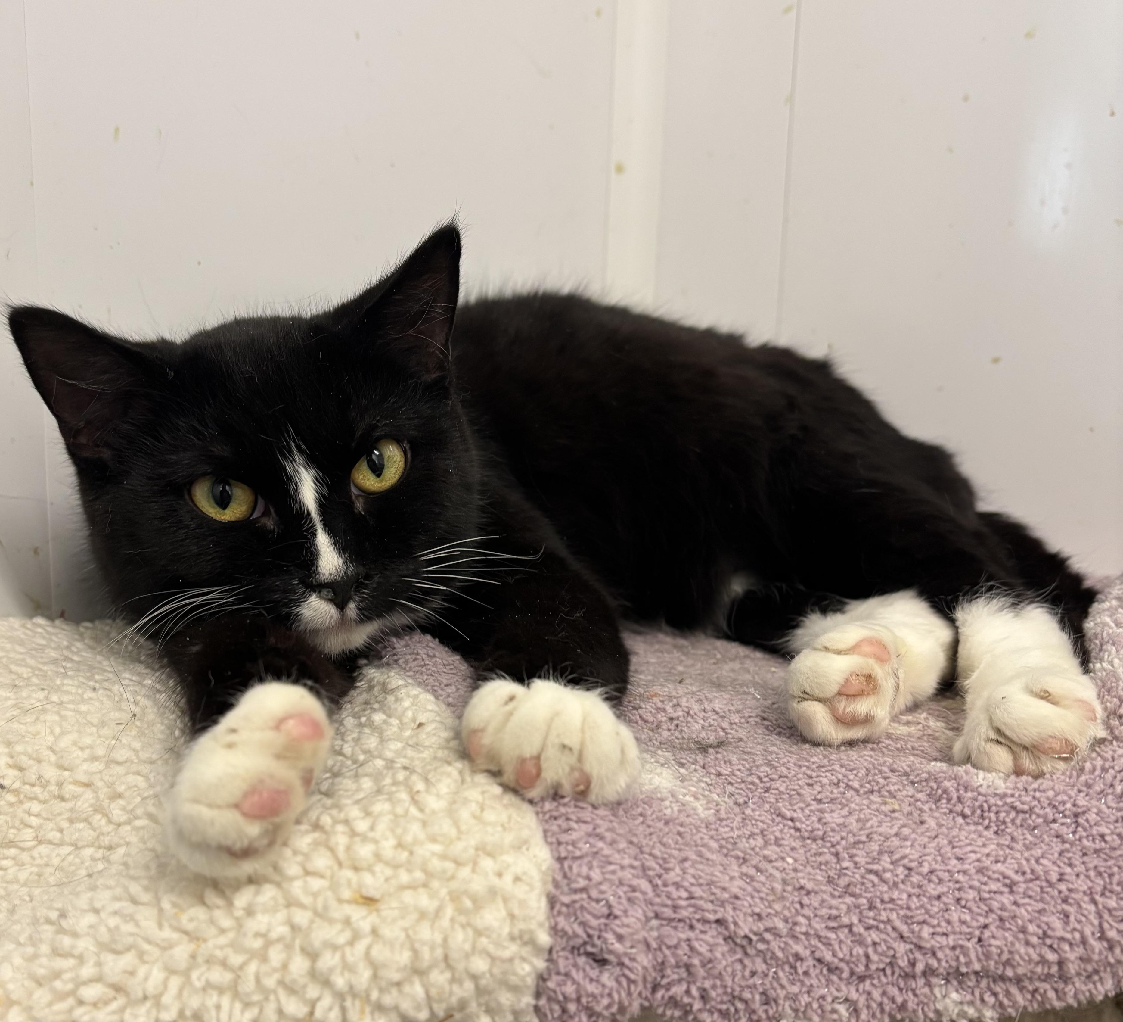 Enlarge Roger, an adopted Domestic Short Hair in Richland Center, WI image 2/2