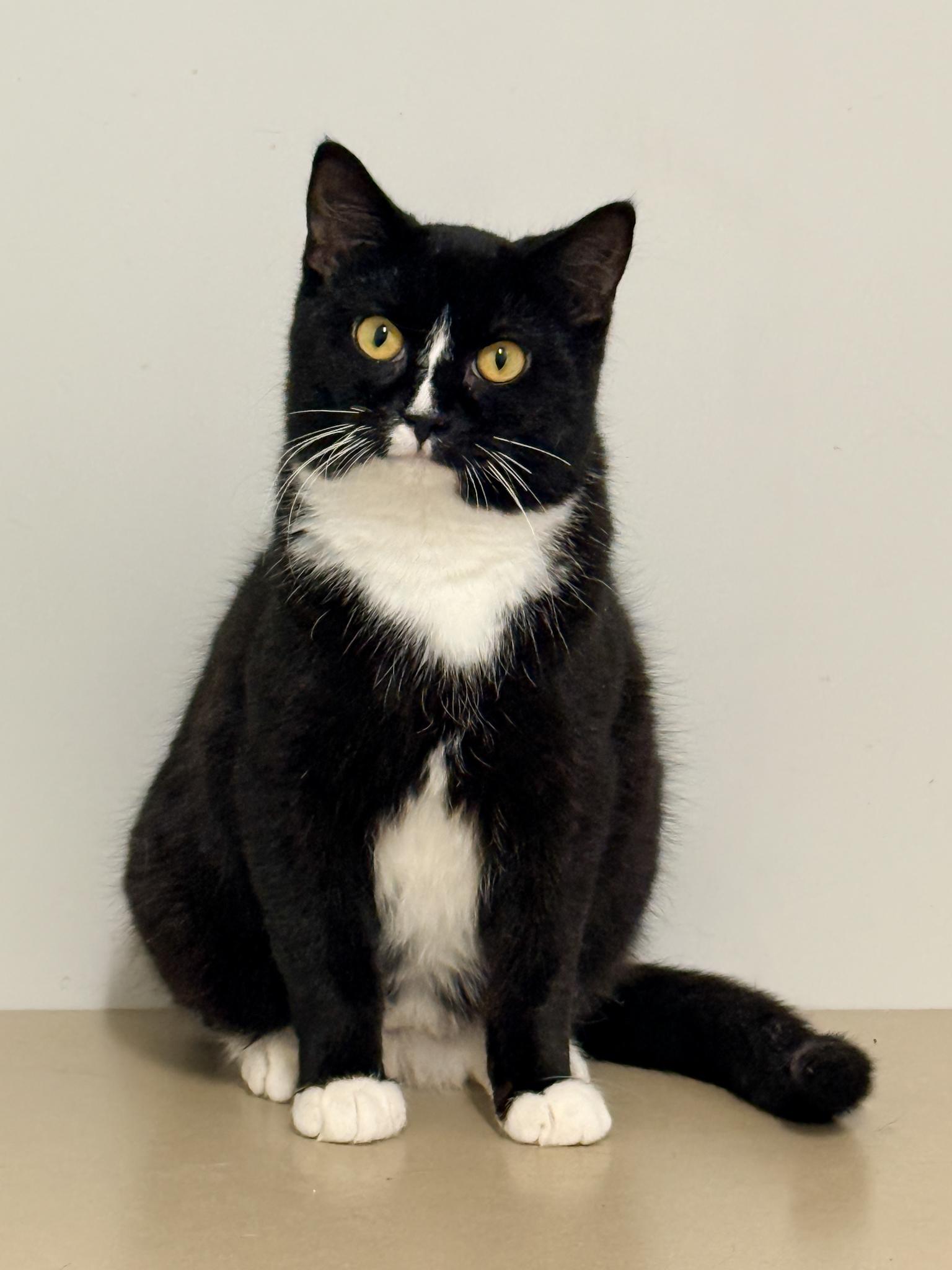 Roger, adopted, Young Male Domestic Short Hair.