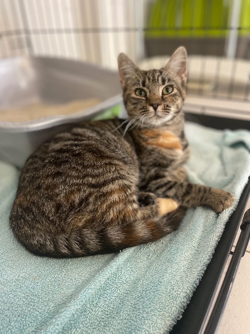 Lucy, a Adoptable Domestic Short Hair in Mullica Hill, NJ image 1/2