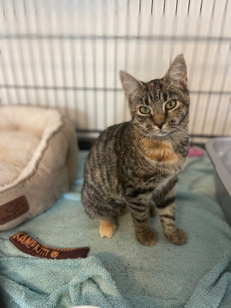 Lucy, a Adoptable Domestic Short Hair in Mullica Hill, NJ image 2/2