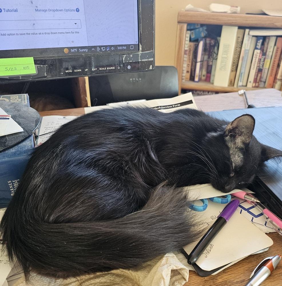 Deadbeat Debby, a Adoptable Domestic Long Hair in Jemez Pueblo, NM image 3/5