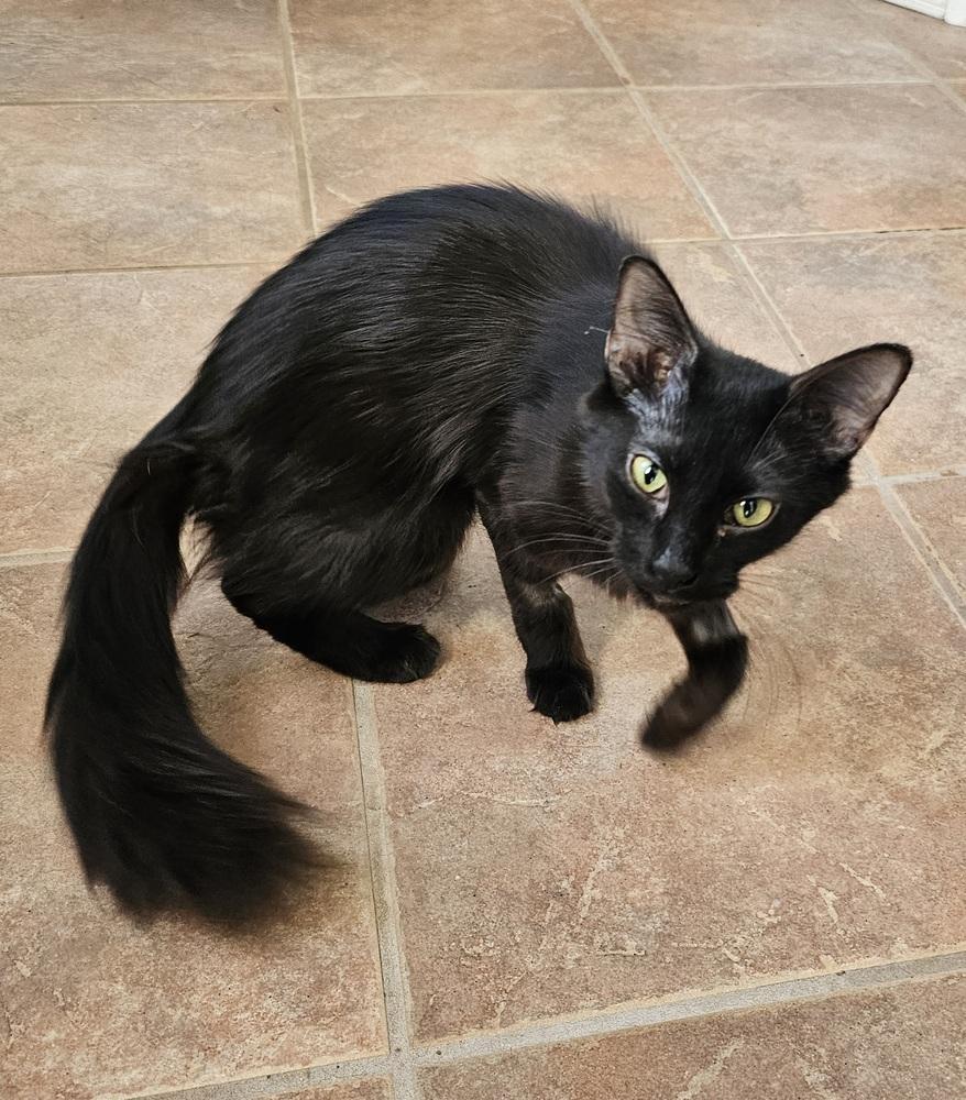 Deadbeat Debby, a Adoptable Domestic Long Hair in Jemez Pueblo, NM image 5/5