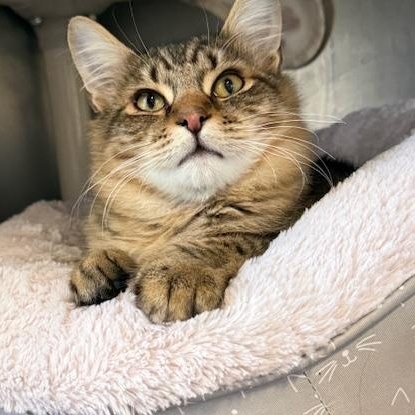 Enlarge Tabs, a ADOPTABLE Domestic Medium Hair in Honesdale, PA image 3/3