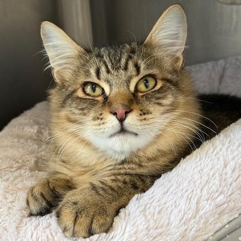 Tabs, ADOPTABLE, Young Male Domestic Medium Hair.