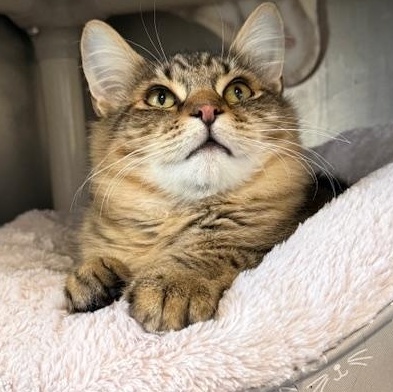 Enlarge Tabs, a ADOPTABLE Domestic Medium Hair in Honesdale, PA image 2/3