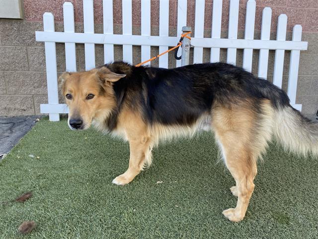 Enlarge BUDDY, a Adoptable mixed breed in Modesto, CA image 1/1