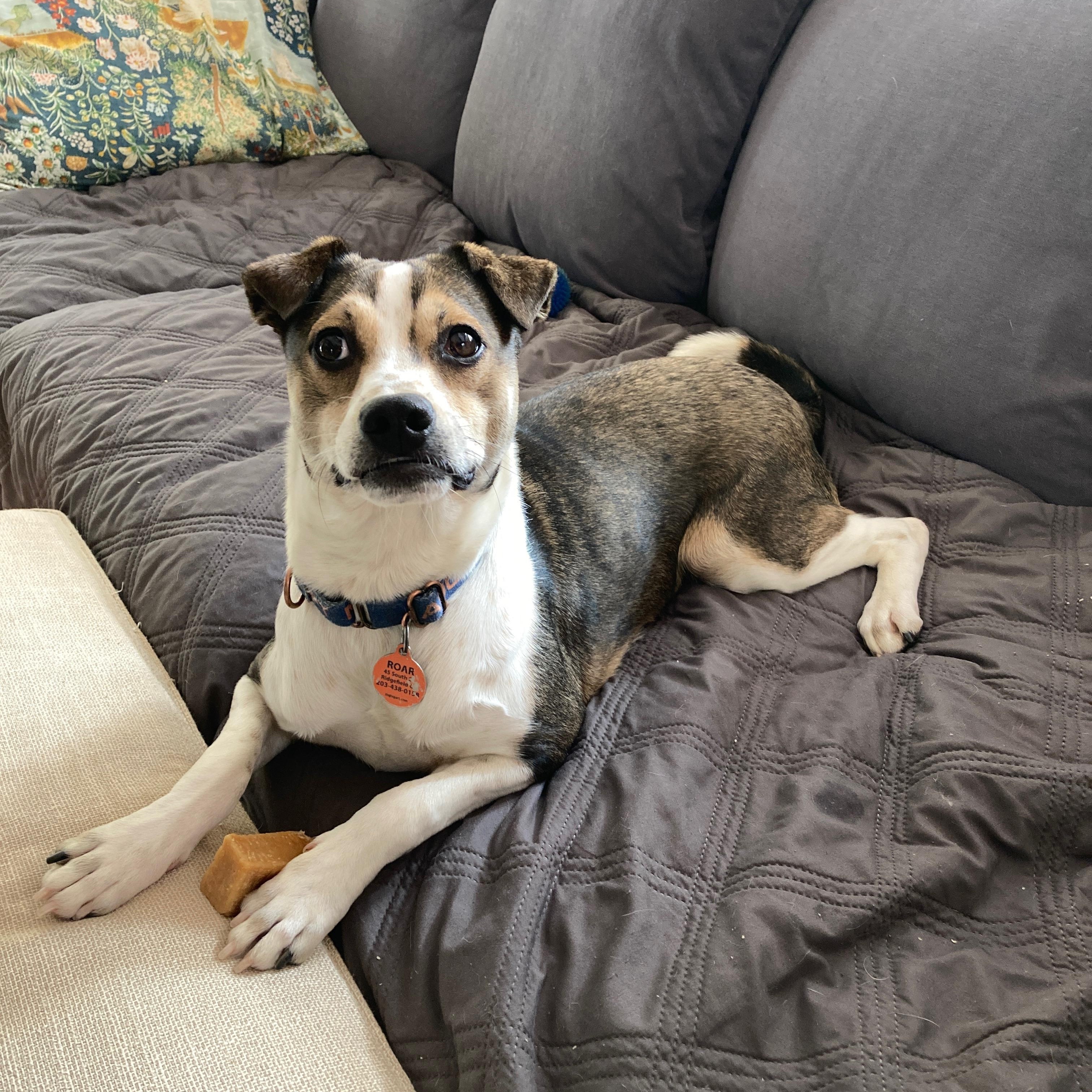 Enlarge Smiley, a Adoptable Mixed Breed in Ridgefield, CT image 5/6