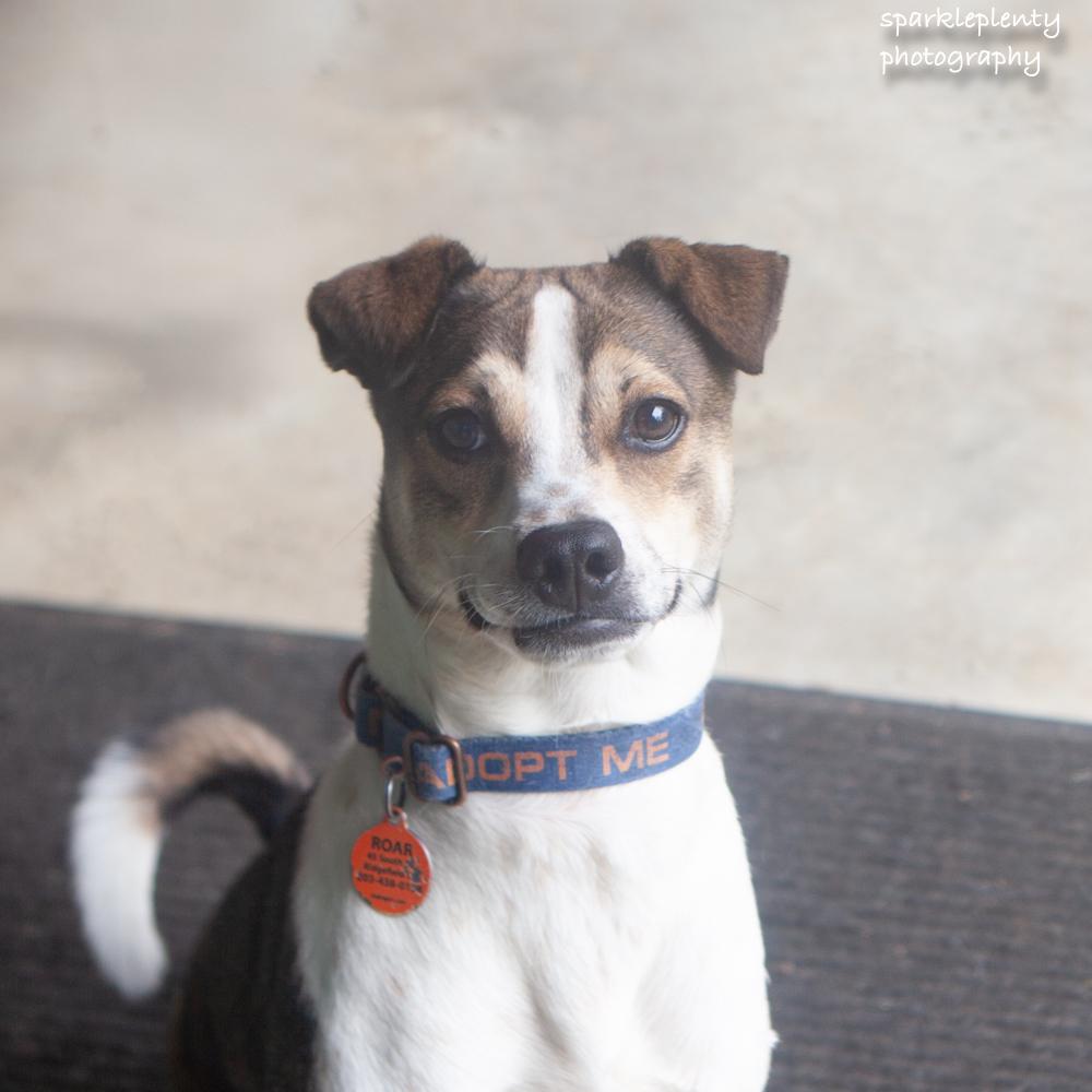 Enlarge Smiley, a Adoptable Mixed Breed in Ridgefield, CT image 4/6